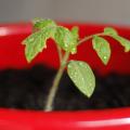 Tomato plant seedling